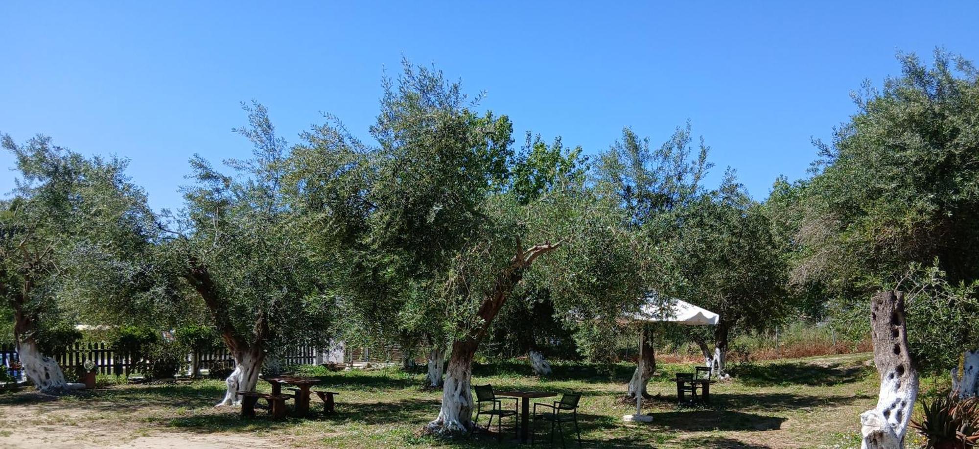 Olive House Маратиас